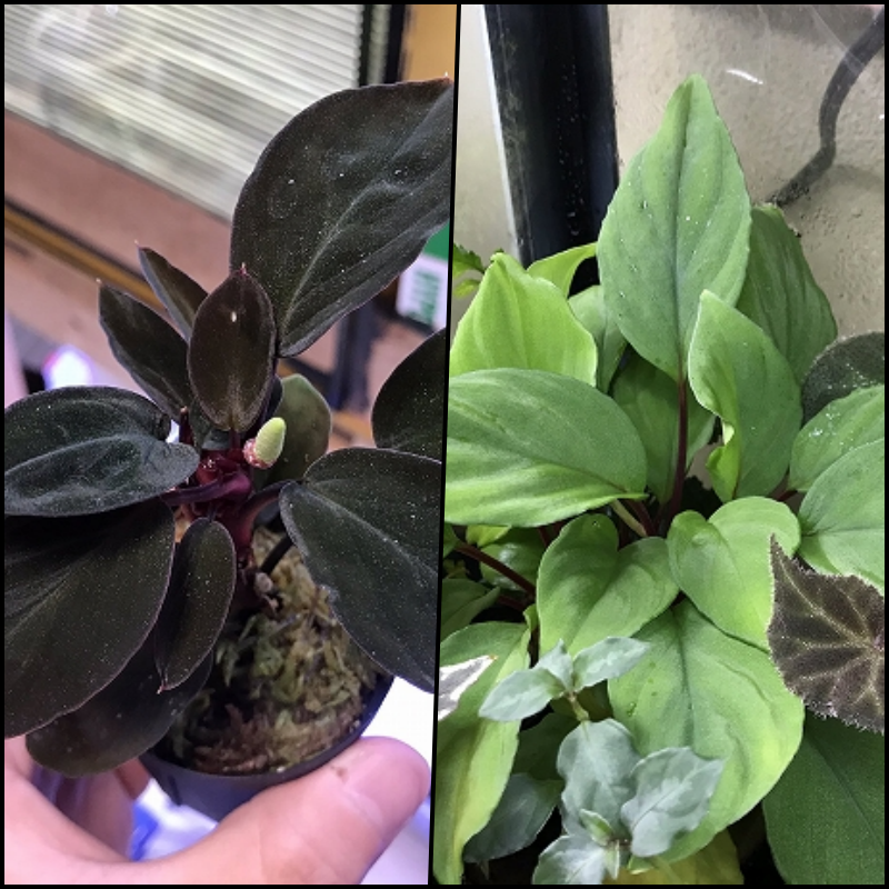 ホマロメナ 熱帯植物.com \\u2013 Homalomenaの人工授粉、交配、結実、実生 原種Homalomenaの交配記録173成功! 1鉢 ホマロメナ交配苗 Homalomena Rec33-10 K0319-f1 ホマロメナ 熱帯植物.com \\u2013 Homalomenaの人工授粉、交配、結実、実生 原種Homalomenaの交配記録173成功! 1鉢 ホマロメナ交配苗 Homalomena Rec33-10 K0319-f1